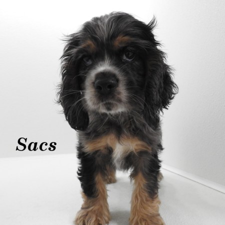 puppy, for, sale, Cocker Spaniel, Joe & Cherri  Overlease, dog, breeder, Miller, MO, dog-breeder, puppy-for-sale, forsale, nearby, find, puppyfind, locator, puppylocator, aca